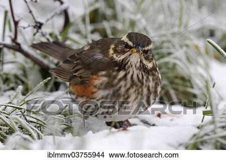 Picture - "Redwing (Turdus iliacus), foraging in winter, Strohauser Plate, Lower Saxony, Germany, Europe". Fotosearch