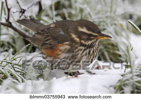 "Redwing (Turdus iliacus), foraging in winter, Strohauser Plate, Lower Saxony, Germany, Europe" View Large Photo Image Stock Image - "Redwing (Turdus iliacus), foraging in winter, Strohauser Plate, Lower Saxony, Germany, Europe". Fotosearch