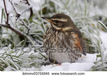 "Redwing (Turdus iliacus), foraging in winter, Strohauser Plate, Lower Saxony, Germany, Europe" View Large Photo Image Stock Photography - "Redwing (Turdus iliacus), foraging in winter, Strohauser Plate, Lower Saxony, Germany, Europe". Fotosearch