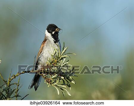 "Reed Bunting (Emberiza schoeniclus), Texel, North Holland province, The Netherlands, Europe" View Large Photo Image Picture - "Reed Bunting (Emberiza schoeniclus), Texel, North Holland province, The Netherlands, Europe". Fotosearch