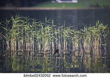 "Reed with a Coot (Fulica atra) in the morning light, Weissensee lake, Carinthia, Austria, Europe" View Large Photo Image Stock Image - "Reed with a Coot (Fulica atra) in the morning light, Weissensee lake, Carinthia, Austria, Europe". Fotosearch