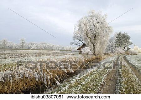 Stock Image - "Reeds in hoarfrost, Nature reserve Reussspitz, Hunenberg, Canton train, Switzerland, Europe". Fotosearch