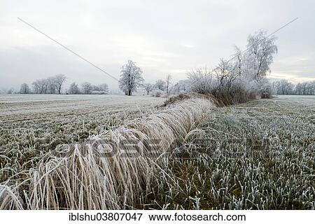 Stock Photo - "Reeds in hoarfrost, Nature reserve Reussspitz, Hunenberg, Canton train, Switzerland, Europe". Fotosearch