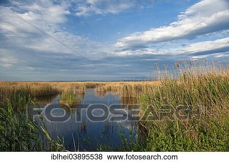 "Reeds on Lake Neusiedl, Burgenland, Austria, Europe" View Large Photo Image Stock Photo - "Reeds on Lake Neusiedl, Burgenland, Austria, Europe". Fotosearch