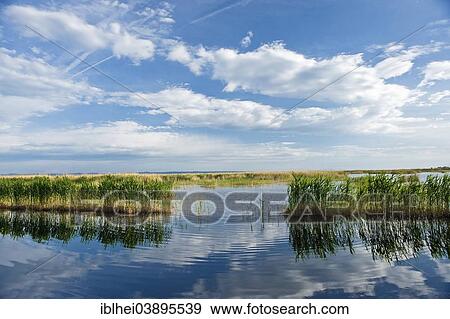 "Reeds on Lake Neusiedl, Burgenland, Austria, Europe" View Large Photo Image Stock Photo - "Reeds on Lake Neusiedl, Burgenland, Austria, Europe". Fotosearch
