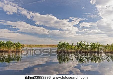 "Reeds on Lake Neusiedl, Burgenland, Austria, Europe" View Large Photo Image Stock Photograph - "Reeds on Lake Neusiedl, Burgenland, Austria, Europe". Fotosearch