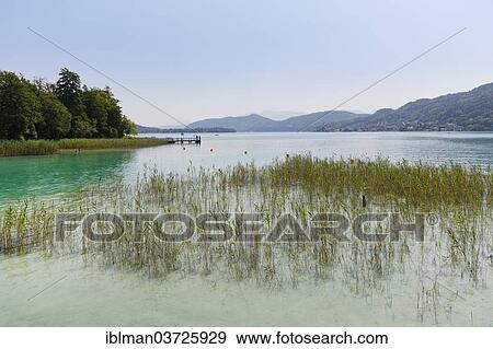 "Reeds on the shore of Lake Woerthersee, Portschach am Worther See, Carinthia, Austria, Europe" View Large Photo Image Stock Photo - "Reeds on the shore of Lake Woerthersee, Portschach am Worther See, Carinthia, Austria, Europe". Fotosearch