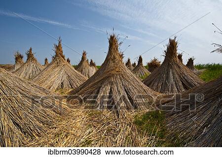 "Reeds, put up to dry, Burgenland, Austria, Europe" View Large Photo Image Stock Photo - "Reeds, put up to dry, Burgenland, Austria, Europe". Fotosearch