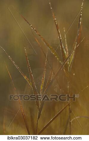"Reeds with morning dew, Danube-Auen, Muhlleiten, Lower Austria, Austria, Europe" View Large Photo Image Stock Image - "Reeds with morning dew, Danube-Auen, Muhlleiten, Lower Austria, Austria, Europe". Fotosearch