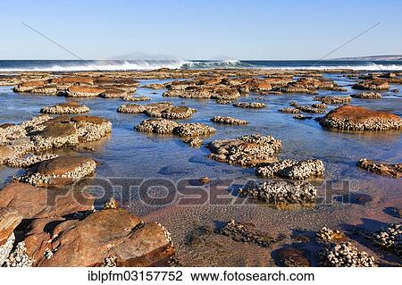 "Reef coastline, Kalbarri, Western Australia, Australia, Oceania" View Large Photo Image Stock Image - "Reef coastline, Kalbarri, Western Australia, Australia, Oceania". Fotosearch