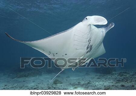 "Reef Manta Ray (Manta alfredi) and Live Sharksuckers (Echeneis naucrates), Bora Bora, Leeward Islands, Society Islands, French Polynesia, France, Oceania" View Large Photo Image Stock Photo - "Reef Manta Ray (Manta alfredi) and Live Sharksuckers (Echeneis naucrates), Bora Bora, Leeward Islands, Society Islands, French Polynesia, France, Oceania". Fotosearch