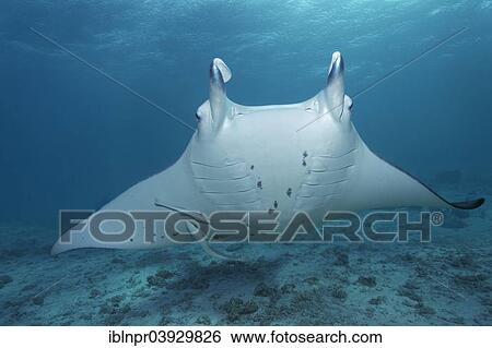 "Reef Manta Ray (Manta alfredi) and Live Sharksuckers (Echeneis naucrates), Bora Bora, Leeward Islands, Society Islands, French Polynesia, France, Oceania" View Large Photo Image Stock Photograph - "Reef Manta Ray (Manta alfredi) and Live Sharksuckers (Echeneis naucrates), Bora Bora, Leeward Islands, Society Islands, French Polynesia, France, Oceania". Fotosearch