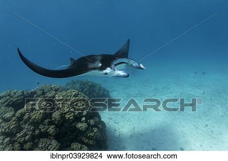 "Reef Manta Ray (Manta alfredi) at coral block with cleaner fish station, Bora Bora, Leeward Islands, Society Islands, French Polynesia, France, Oceania" View Large Photo Image Picture - "Reef Manta Ray (Manta alfredi) at coral block with cleaner fish station, Bora Bora, Leeward Islands, Society Islands, French Polynesia, France, Oceania". Fotosearch