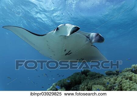 "Reef Manta Ray (Manta alfredi) at coral block with cleaner fish station, Bora Bora, Leeward Islands, Society Islands, French Polynesia, France, Oceania" View Large Photo Image Stock Photography - "Reef Manta Ray (Manta alfredi) at coral block with cleaner fish station, Bora Bora, Leeward Islands, Society Islands, French Polynesia, France, Oceania". Fotosearch