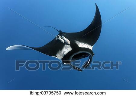"Reef manta ray (Manta alfredi), Cocos Island, Costa Rica, Pacific, North America" View Large Photo Image Stock Image - "Reef manta ray (Manta alfredi), Cocos Island, Costa Rica, Pacific, North America". Fotosearch