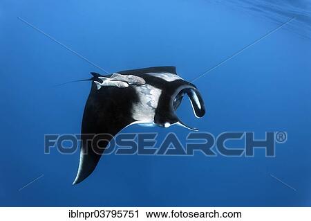"Reef manta ray (Manta alfredi), Cocos Island, Costa Rica, Pacific, North America" View Large Photo Image Stock Image - "Reef manta ray (Manta alfredi), Cocos Island, Costa Rica, Pacific, North America". Fotosearch