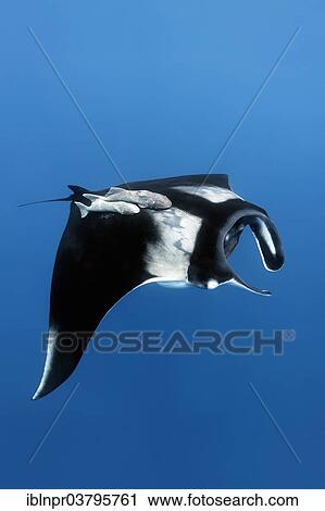 "Reef manta ray (Manta alfredi), Cocos Island, Costa Rica, Pacific, North America" View Large Photo Image Stock Image - "Reef manta ray (Manta alfredi), Cocos Island, Costa Rica, Pacific, North America". Fotosearch