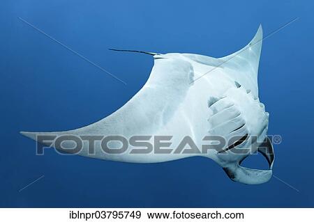 Stock Photo - "Reef manta ray (Manta alfredi), Cocos Island, Costa Rica, Pacific, North America". Fotosearch