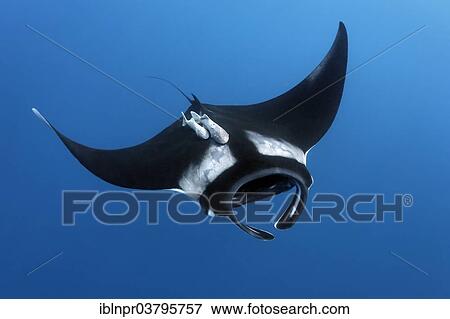 "Reef manta ray (Manta alfredi), Cocos Island, Costa Rica, Pacific, North America" View Large Photo Image Stock Photo - "Reef manta ray (Manta alfredi), Cocos Island, Costa Rica, Pacific, North America". Fotosearch