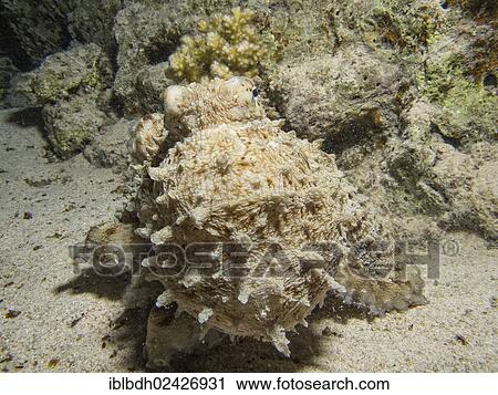 "Reef Octopus (Octopus cyaneus), Mangrove Bay, Red Sea, Egypt, Africa" View Large Photo Image Stock Image - "Reef Octopus (Octopus cyaneus), Mangrove Bay, Red Sea, Egypt, Africa". Fotosearch