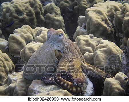 Stock Image - "Reef Octopus (Octopus cyaneus), Mangrove Bay, Red Sea, Egypt, Africa". Fotosearch