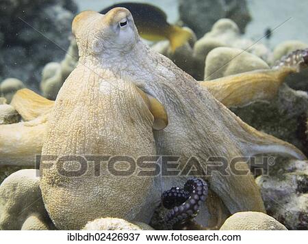 "Reef Octopus (Octopus cyaneus), Mangrove Bay, Red Sea, Egypt, Africa" View Large Photo Image Stock Photo - "Reef Octopus (Octopus cyaneus), Mangrove Bay, Red Sea, Egypt, Africa". Fotosearch