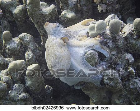 "Reef Octopus (Octopus cyaneus), Mangrove Bay, Red Sea, Egypt, Africa" View Large Photo Image Stock Photograph - "Reef Octopus (Octopus cyaneus), Mangrove Bay, Red Sea, Egypt, Africa". Fotosearch
