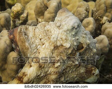 "Reef Octopus (Octopus cyaneus), Mangrove Bay, Red Sea, Egypt, Africa" View Large Photo Image Stock Photography - "Reef Octopus (Octopus cyaneus), Mangrove Bay, Red Sea, Egypt, Africa". Fotosearch