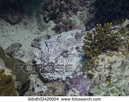 Picture - "Reef stonefish (Synanceia verrucosa), one of the most venomous fish in the world, Mangrove Bay, Red Sea, Egypt, Africa". Fotosearch