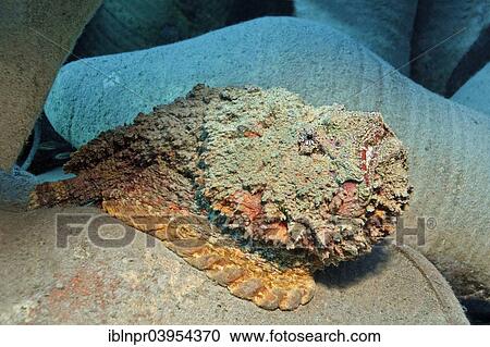 Stock Image - "Reef stonefish (Synanceia verrucosa) on amphora, Makadi Bay, Red Sea, Hurghada, Egypt, Africa". Fotosearch