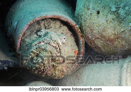 "Reef stonefish (Synanceia verrucosa) in amphora, Makadi Bay, Red Sea, Hurghada, Egypt, Africa" View Large Photo Image Stock Image - "Reef stonefish (Synanceia verrucosa) in amphora, Makadi Bay, Red Sea, Hurghada, Egypt, Africa". Fotosearch