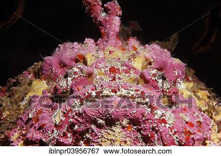 "Reef stonefish (Synanceia verrucosa), Makadi Bay, Red Sea, Hurghada, Egypt, Africa" View Large Photo Image Stock Photo - "Reef stonefish (Synanceia verrucosa), Makadi Bay, Red Sea, Hurghada, Egypt, Africa". Fotosearch