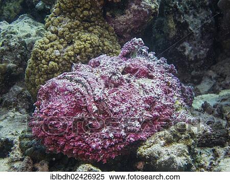 Stock Photography - "Reef stonefish (Synanceia verrucosa), one of the most venomous fish in the world, Mangrove Bay, Red Sea, Egypt, Africa". Fotosearch