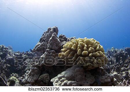 Stock Photograph - "Reef with Antler Coral (Acropora) in shallow waters, Hawaii, USA". Fotosearch