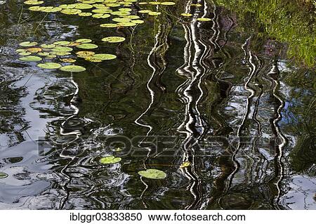 Stock Image - "Reflection of birch trunks with the leaves of Water Lilies (Nymphaea), Karolinerleden, Kroppefjall, Dalsland, Vastra Gotaland, Sweden, Europe". Fotosearch