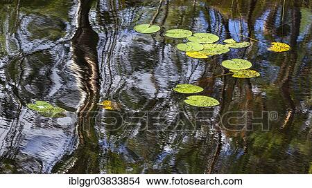 Picture - "Reflection with the leaves of Water Lilies (Nymphaea), Karolinerleden, Kroppefjall, Dalsland, Vastra Gotaland, Sweden, Europe". Fotosearch