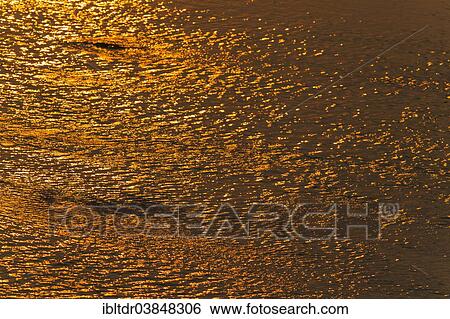"Reflections of the setting sun in the Olifants River, Kruger National Park, South Africa, Africa" View Large Photo Image Stock Photograph - "Reflections of the setting sun in the Olifants River, Kruger National Park, South Africa, Africa". Fotosearch