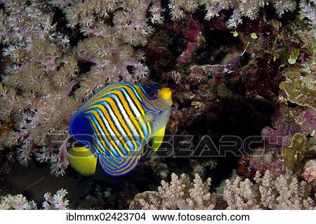 Regal Angelfish (Pygoplites diacanthus), Philippines, Asia View Large Photo Image Picture - Regal Angelfish (Pygoplites diacanthus), Philippines, Asia. Fotosearch