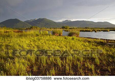 "Rehabilitated peat mining area with Common Club-rush (Schoenoplectus lacustris), Nicklheim, Raubling, Bavaria, Germany, Europe" View Large Photo Image Stock Photograph - "Rehabilitated peat mining area with Common Club-rush (Schoenoplectus lacustris), Nicklheim, Raubling, Bavaria, Germany, Europe". Fotosearch