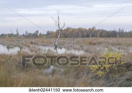 Stock Image - "Rehydrated moor, Haren, Emsland, Lower Saxony, Germany, Europe". Fotosearch