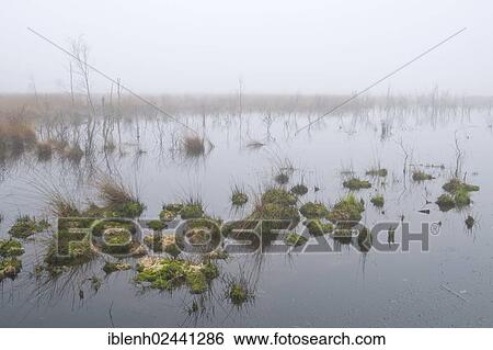 "Rehydrated moor in the mist, Haren, Emsland, Lower Saxony, Germany, Europe" View Large Photo Image Stock Photograph - "Rehydrated moor in the mist, Haren, Emsland, Lower Saxony, Germany, Europe". Fotosearch