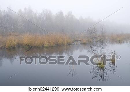 "Rehydration of former wetlands, Haren, Emsland, Lower Saxony, Germany, Europe" View Large Photo Image Stock Photograph - "Rehydration of former wetlands, Haren, Emsland, Lower Saxony, Germany, Europe". Fotosearch