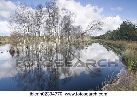 "Rehydration of former wetlands, Tausendschrittmoor, Haren, Emsland region, Lower Saxony, Germany, Europe" View Large Photo Image Stock Image - "Rehydration of former wetlands, Tausendschrittmoor, Haren, Emsland region, Lower Saxony, Germany, Europe". Fotosearch