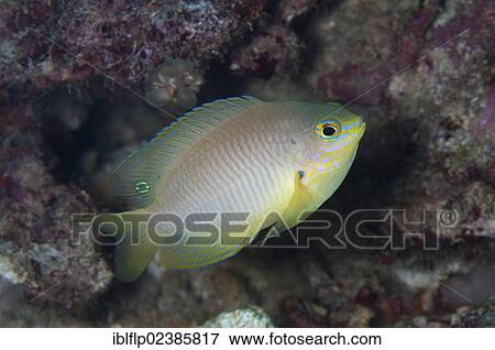 "Reid's Damsel (Pomacentrus reidi), adult, Kalig Island, Raja Ampat Islands, Four Kings, West Papua, New Guinea, Indonesia, Southeast Asia, Asia" View Large Photo Image Stock Photo - "Reid's Damsel (Pomacentrus reidi), adult, Kalig Island, Raja Ampat Islands, Four Kings, West Papua, New Guinea, Indonesia, Southeast Asia, Asia". Fotosearch