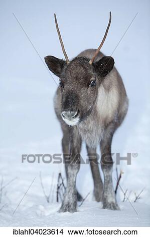 "Reindeer in the evening, Lyfjorden, Kvaloya, Troms, Norway, Europe" View Large Photo Image Picture - "Reindeer in the evening, Lyfjorden, Kvaloya, Troms, Norway, Europe". Fotosearch
