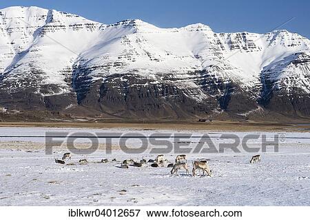 "Reindeer (Rangifer tarandus) in front of mountains in winter, East Fjords, Iceland, Europe" View Large Photo Image Stock Photo - "Reindeer (Rangifer tarandus) in front of mountains in winter, East Fjords, Iceland, Europe". Fotosearch