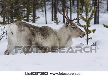 "Reindeer (Rangifer tarandus) in the snow, Kittilantie, Inari, Finland, Europe" View Large Photo Image Stock Image - "Reindeer (Rangifer tarandus) in the snow, Kittilantie, Inari, Finland, Europe". Fotosearch