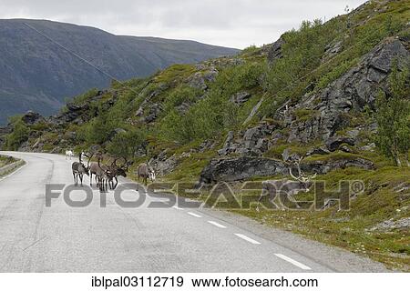 Stock Photo - "Reindeer (Rangifer tarandus) on a road, Porsangerfjord, Norway, Europe". Fotosearch