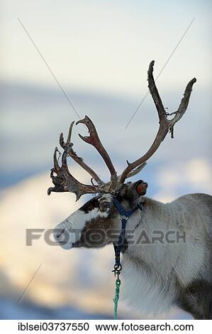 "Reindeer (Rangifer tarandus), portrait, Sommeroya, Tromso, ‪Troms, Northern Norway, Norway, Europe" View Large Photo Image Stock Image - "Reindeer (Rangifer tarandus), portrait, Sommeroya, Tromso, ‪Troms, Northern Norway, Norway, Europe". Fotosearch