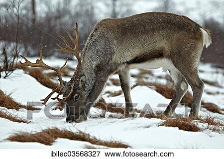 Stock Photo - "Reindeer (Rangifer tarandus), Tyrol, Austria, Europe". Fotosearch
